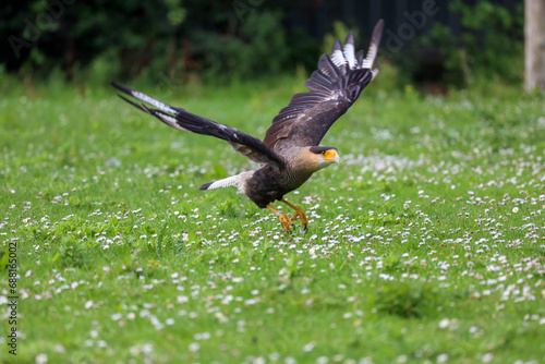 crested caracara (Caracara plancus) also known as the Mexican eagle