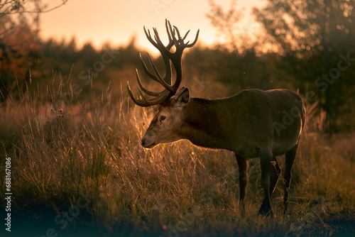 Noble deer with majestic antlers in serene nature 