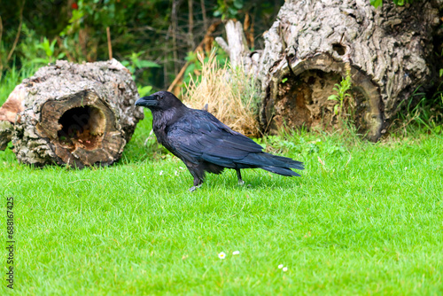 Raven (Corvus corax) during a raptor show