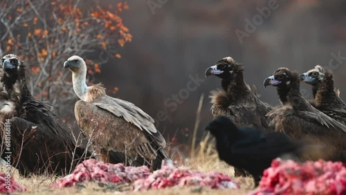 Black vulture Aegypius monachus, and Griffon vulture or Eurasian griffon Gyps fulvus. A group of birds. Slow motion. Close up. photo