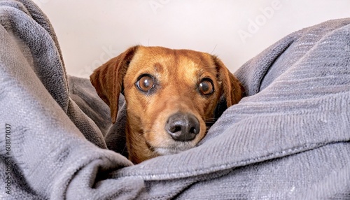 happy dog peeking out of blanket, 16:9 wallpaper / backdrop / background