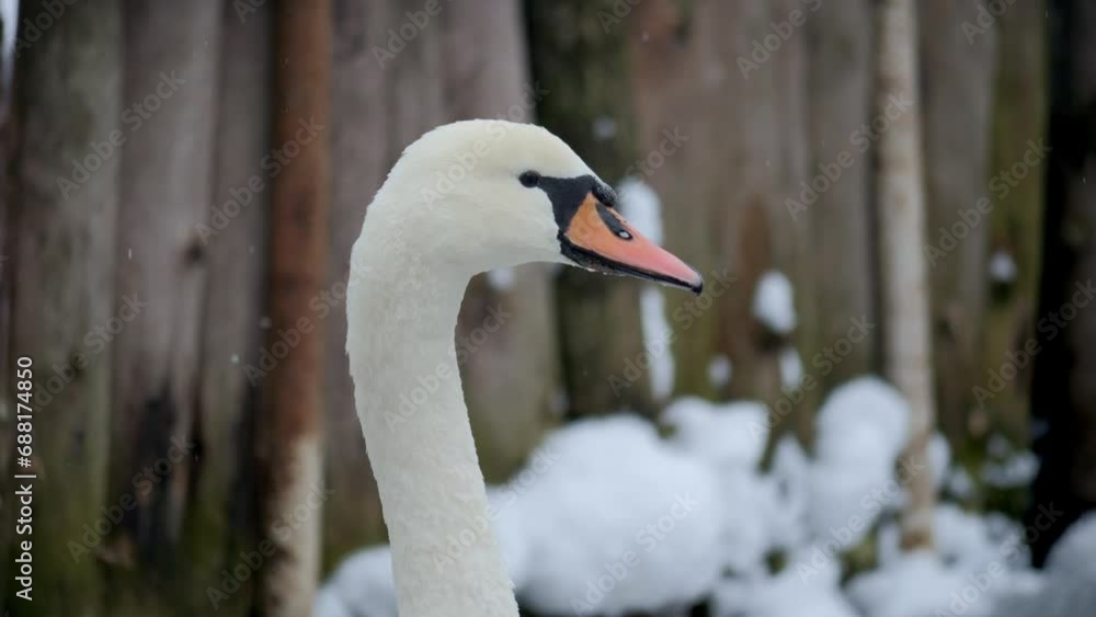 White Swan close up. Bird in winter. Bird on the ice. Feathered. Beautiful big white swans. White Swan close up. Bird in winter. Bird on the ice. Feathered. Beautiful big white swans.
