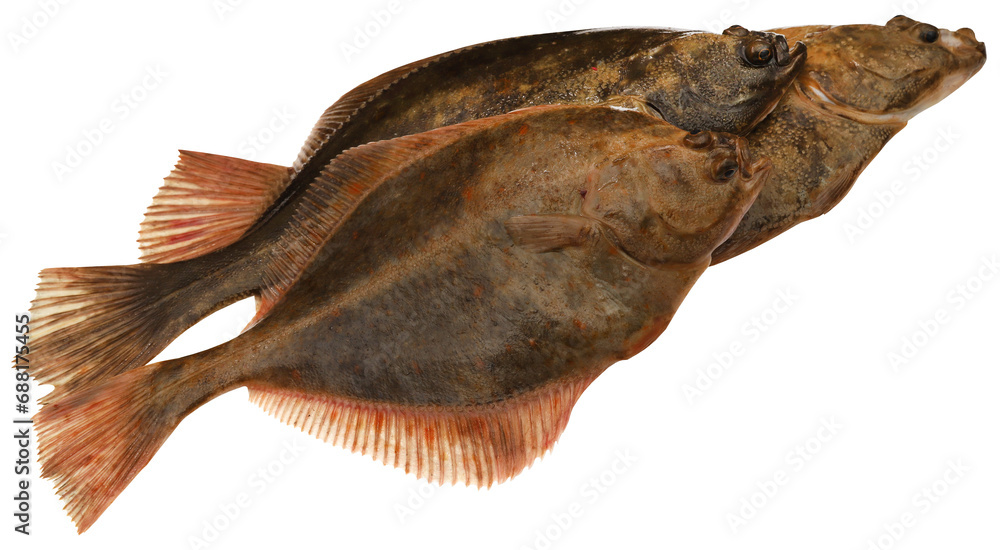Obraz premium Flatfish isolated