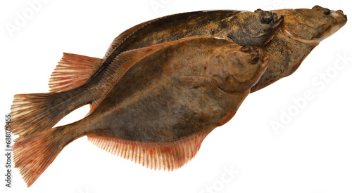 Flatfish isolated