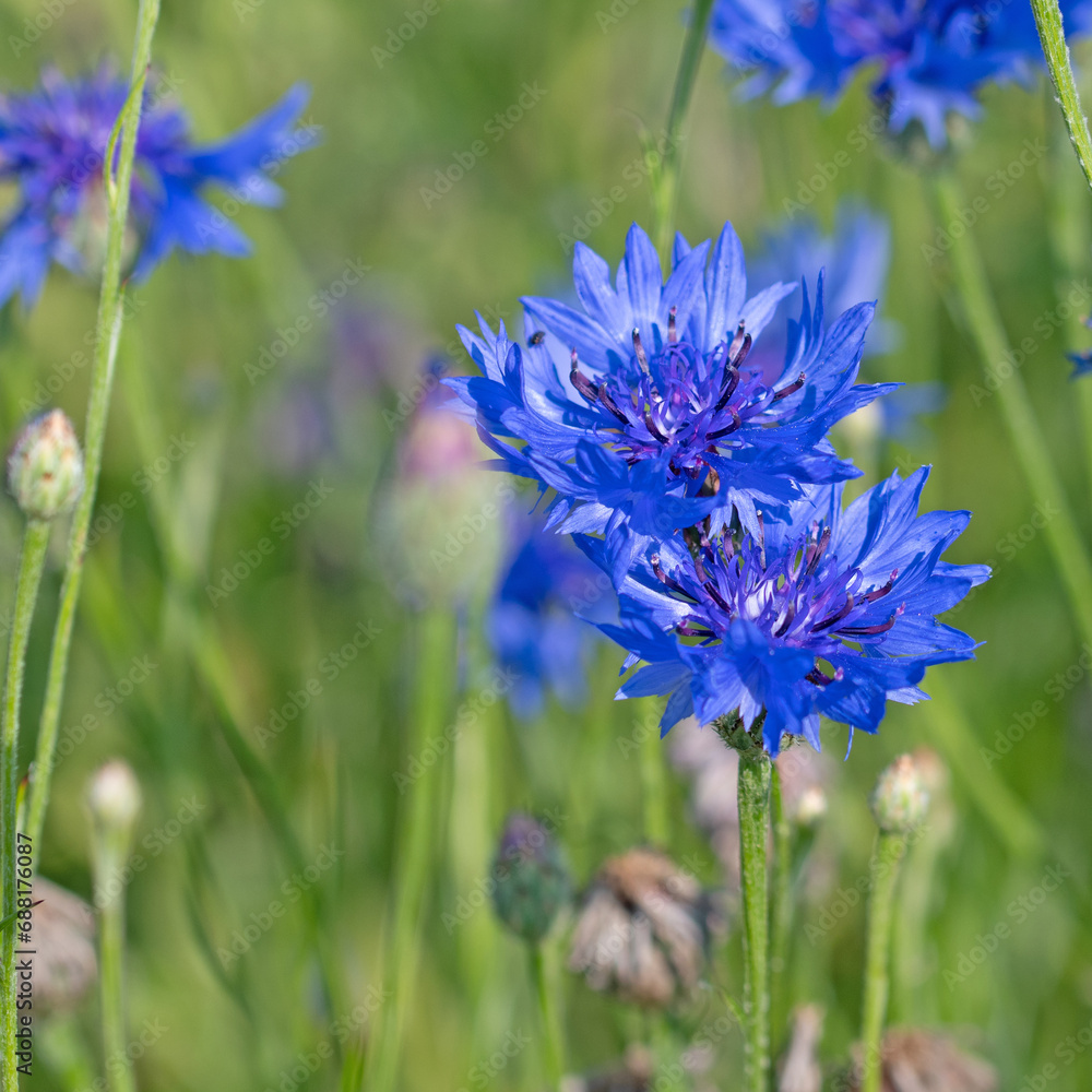 Blühende Kornblumen, Cyanus segetum, Nahaufnahme Blühende Kornblumen, Cyanus segetum, Nahaufnahme