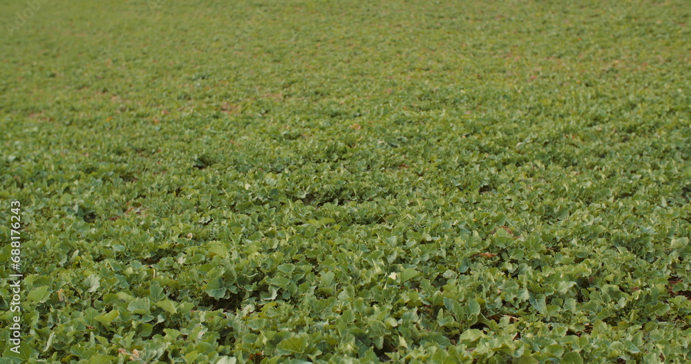young rape growing in the field - agriculture cultivation young rape growing in the field - agriculture cultivation