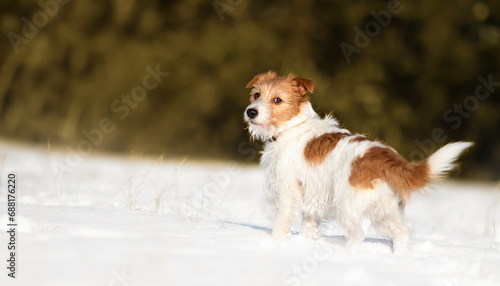 Cute happy dog looking in the snow. Walking, hiking with pet in winter, white christmas background. © Reddogs