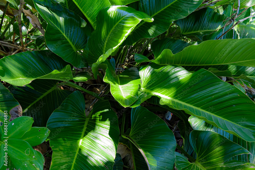banana palm tree banana palm tree
