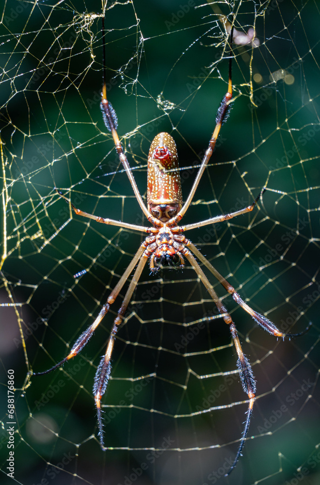 spider on the web spider on the web