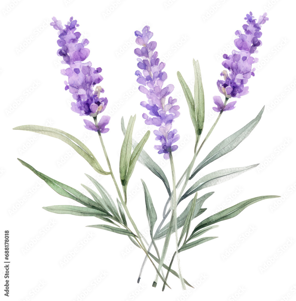 Naklejka premium watercolor purple lavender with leaves, isolated