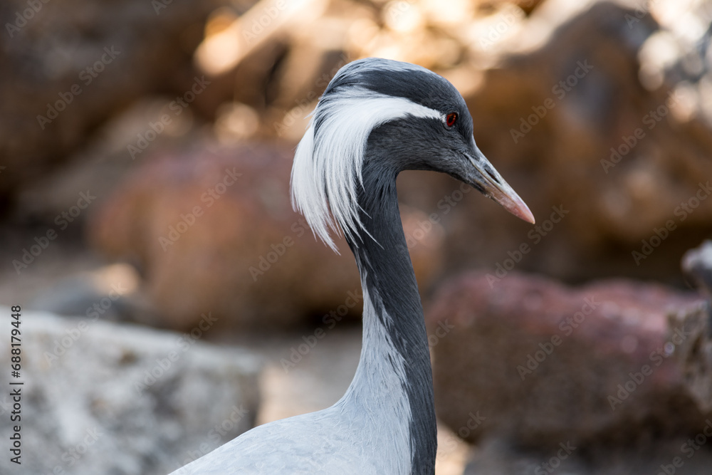 Close-up of demoiselle crane (Grus virgo) in a typical breeding ecosystem. It is a species of crane found in central Eurasia.