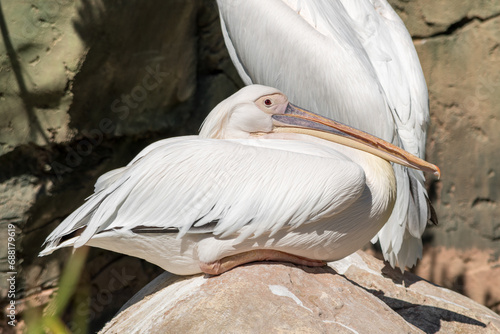 The Great White Pelican perched on a boulder sunbathing. Pelecanus onocrotalus also known as the rosy pelican is a bird in the pelican family.