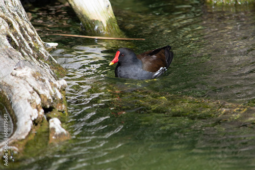 A Close-up of a common of Gallinula chloropus with a red beak while swimming. © Patrick