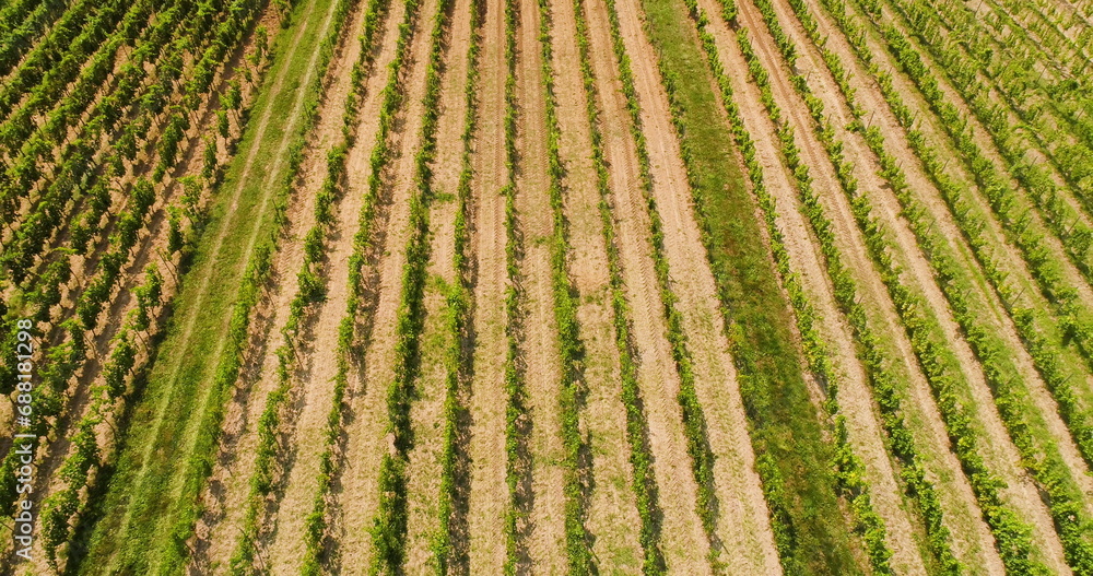 Agriculture Aerial View of Vineyard Vide Production Agriculture Aerial View of Vineyard Vide Production