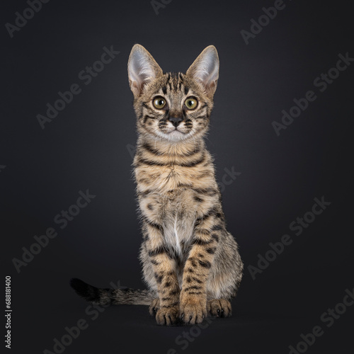 Cute spotted F6 Savannah cat kitten, sitting straight up. Looking towards camera with greenish eyes. Isolated on a black background.