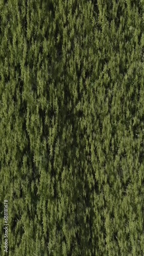 Hemp field in East Tyrol. Aerial schooting