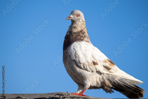 A pigeon sitting on a wooden fence at sunrise.