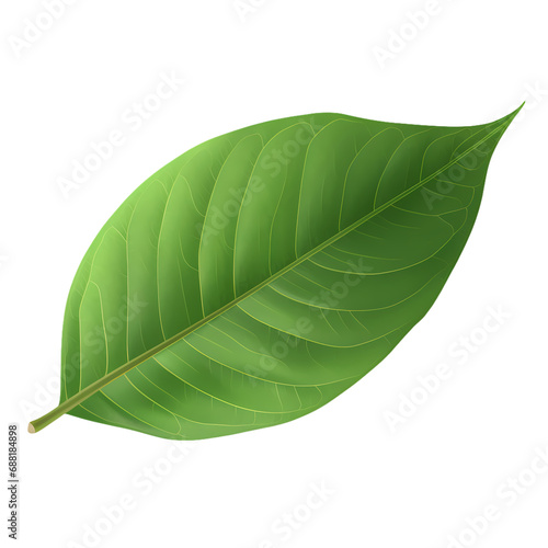 Green leaves isolated on transparent background