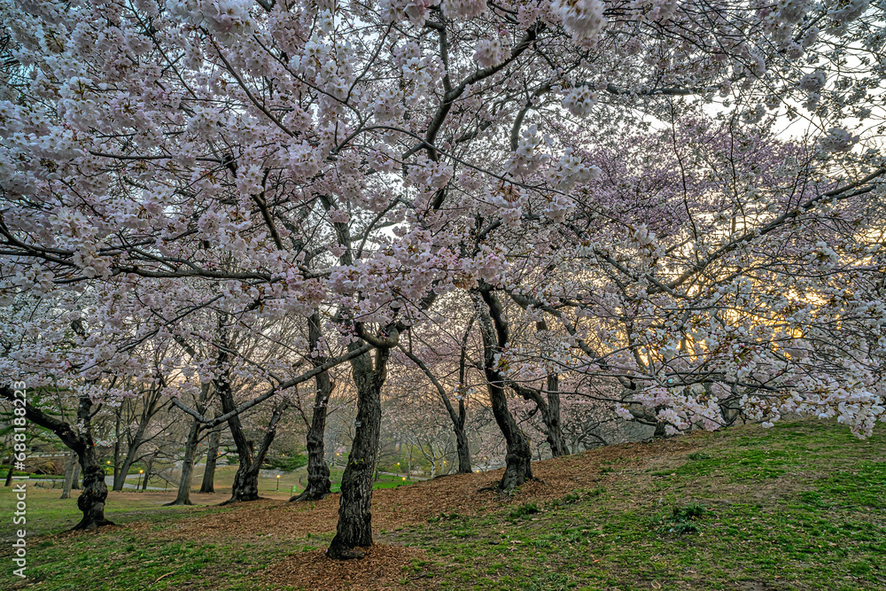 Malus coronaria, sweet crabapple,