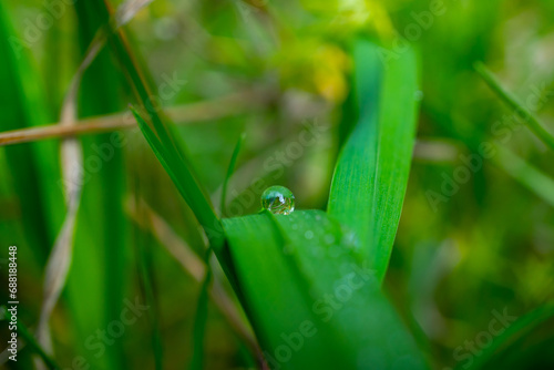 Wassertropfen im Gras