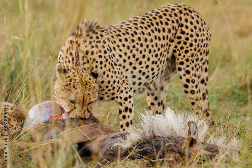Fototapeta premium A photo of a Cheetah with a wildebeest kill, Cheetah is eating the wildebeest, bladder of the kill is seen in the photo with blood.