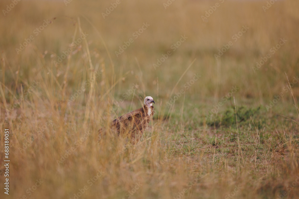 Naklejka premium A photo of an African white headed vulture in open grassland, the vulture looks like a juvenile.