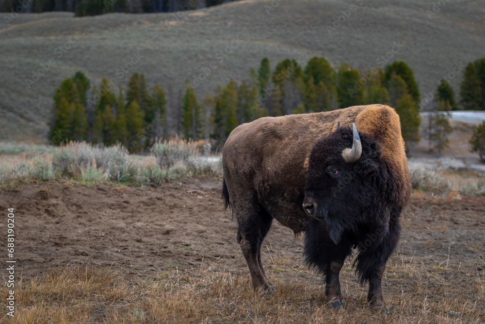 American bison buffalo in Yellowstone park national park image shows a lone bison, October 2023