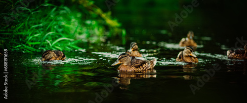 A flock of brown wild ducks swims in a forest river in the summer, and green grass grows along the banks. Flora and fauna of river reservoirs. Animals in the forest.