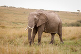 A photo of a subadult elephant with tusk in open savannah in Masai Mara Kenya looking straight into the camera.