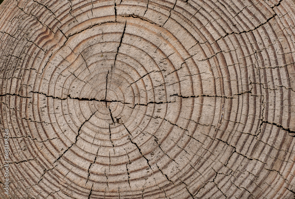 Fototapeta premium tree trunk cross section background.