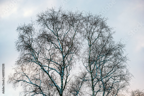 trees in winter,nacka,sverige,sweden,Mats,forest © Mats