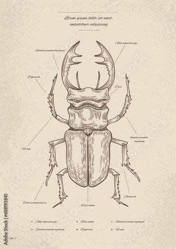 Vintage insect poster vector