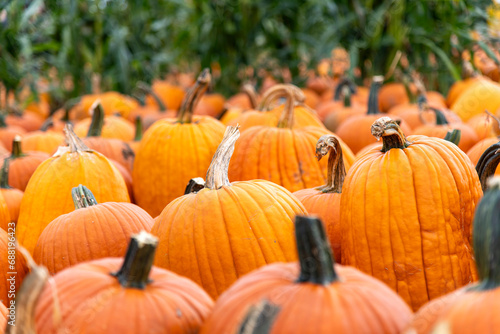 Close up of a various pumpkins standing upright in a pumpkin patch on a farm surrounded by more out of focus pumpkins and row of corn