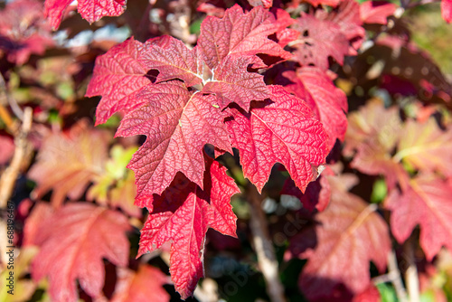 Close up of bright red leaves of the Hydrangea quercifolia or oakleaf hydrangea in fall with background colorful leaves out of focus photo