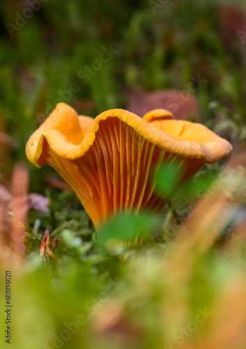 Chanterelle mushroom (Chantarellus) in autumn grassland