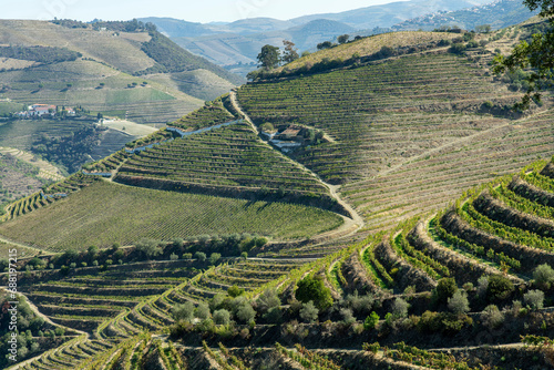 Panoramic high level view over the hills along the Douro river, Portugal known for its vineyards growing on terraces