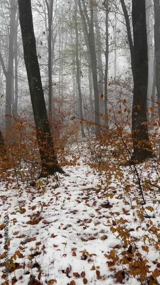 Pursuit in a foggy winter forest first person view vertical footage Pursuit in a foggy winter forest first person view vertical footage