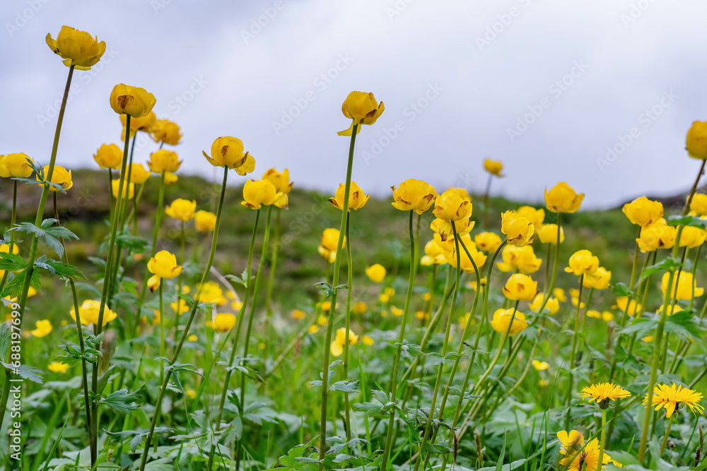 Fototapeta premium Wild beautiful globeflowers (Trollius europaeus) growing at high altitude cold Norwegian Mountains range terrain . Norway, Krutvatnet. Close up shot