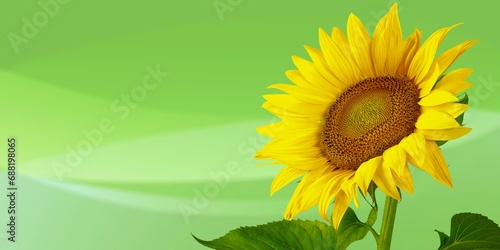 Fototapeta Naklejka Na Ścianę i Meble -  Beautiful fresh yellow Sunflower on background