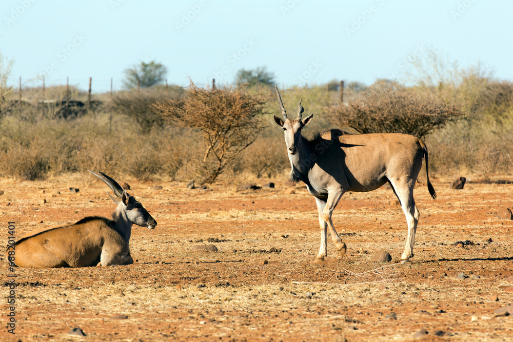 Fototapeta premium A photo of common eland