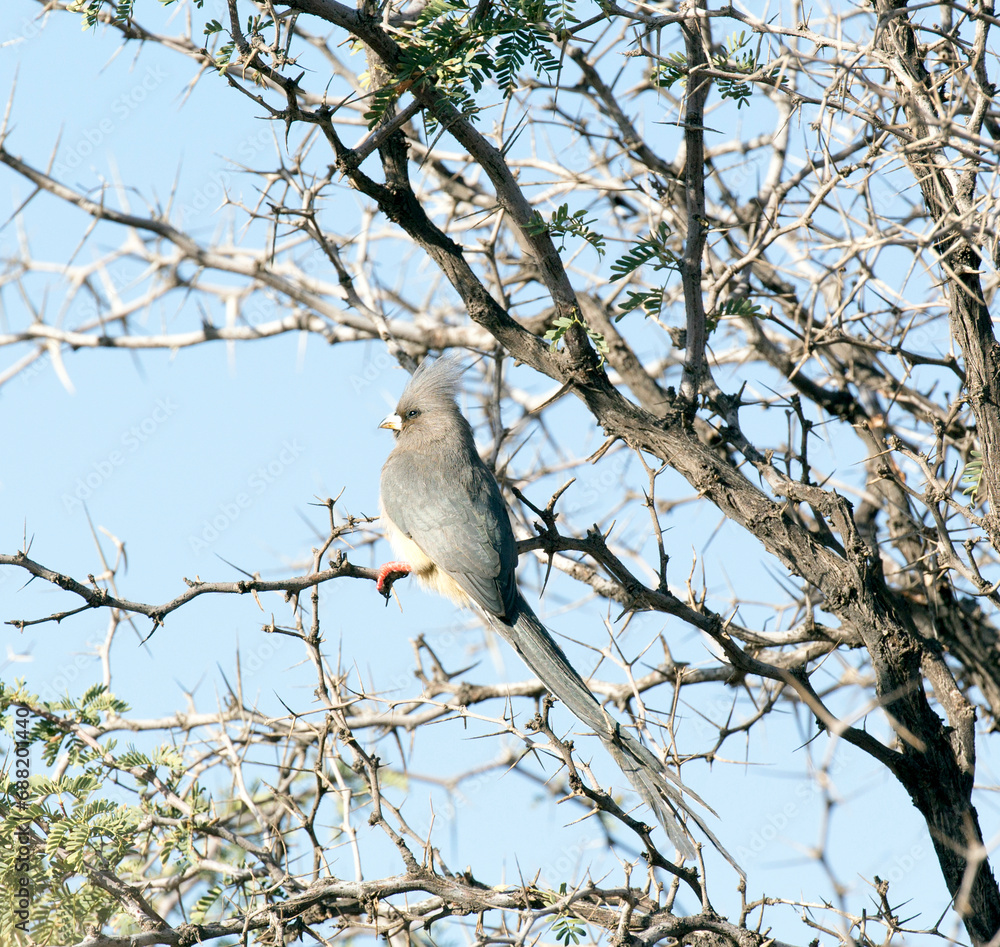 Photo of a white backed mousebird Photo of a white backed mousebird