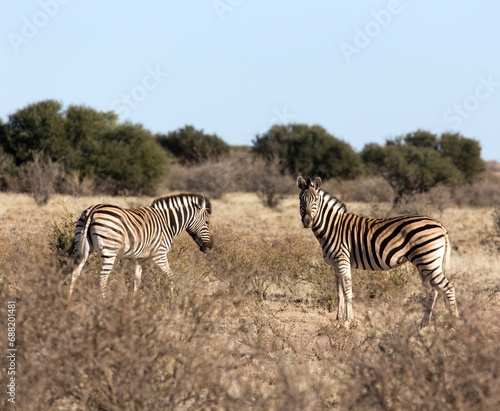 Photo of landscape with two Zebras