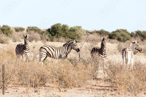 Photo of landscape with four Zebras