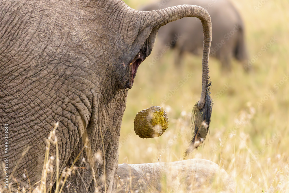 A photo of an elephant dung coming out of its anal area.