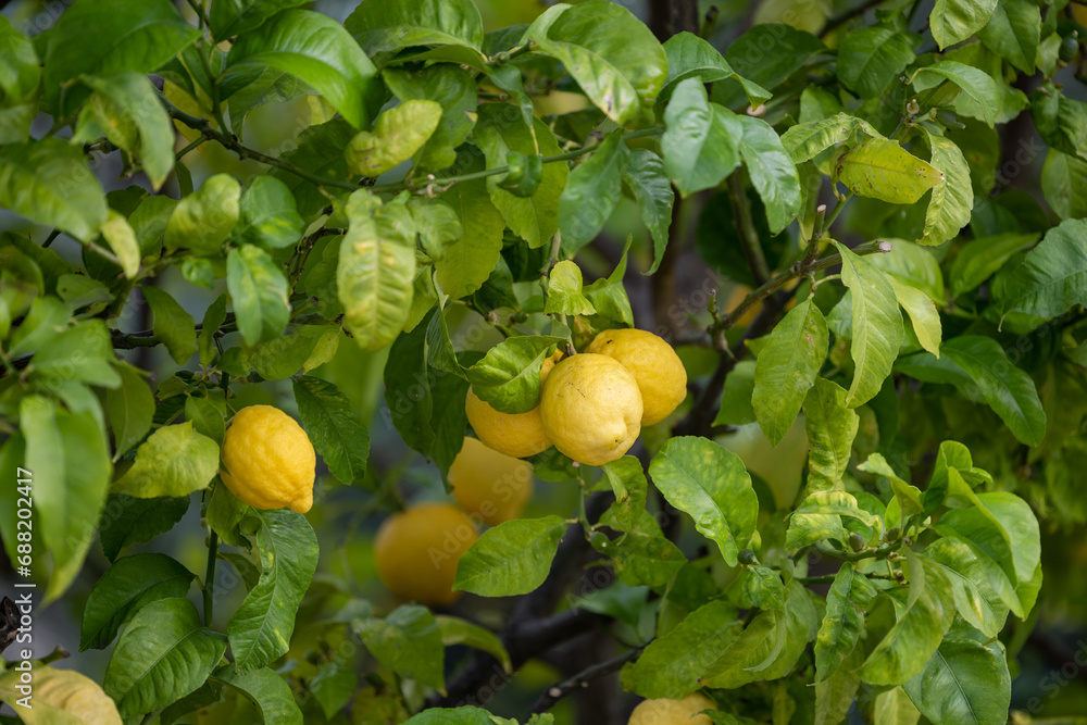 Close up of Lemons hanging from a tree in a lemon grove