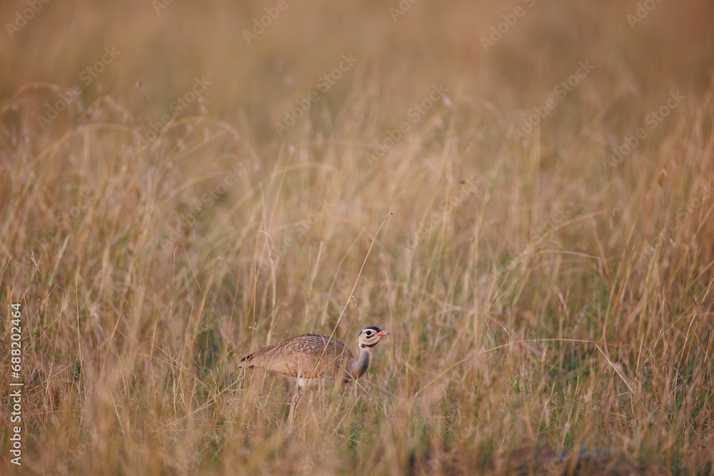 A photo of White-Bellied Bustard in the grassland, Masai Mara A photo of White-Bellied Bustard in the grassland, Masai Mara