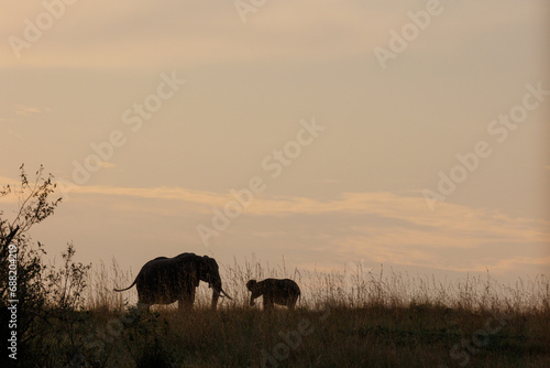 A silhouette photo of baby elephant with mother in open savannah in Masai Mara kenya