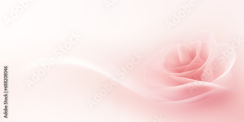 sweet pink rose on white background, valentine's day background