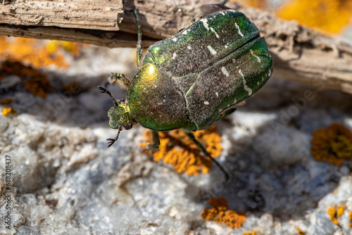 Golden bronze. The bronze is ordinary. A large pearl beetle. Cetonia aurata.