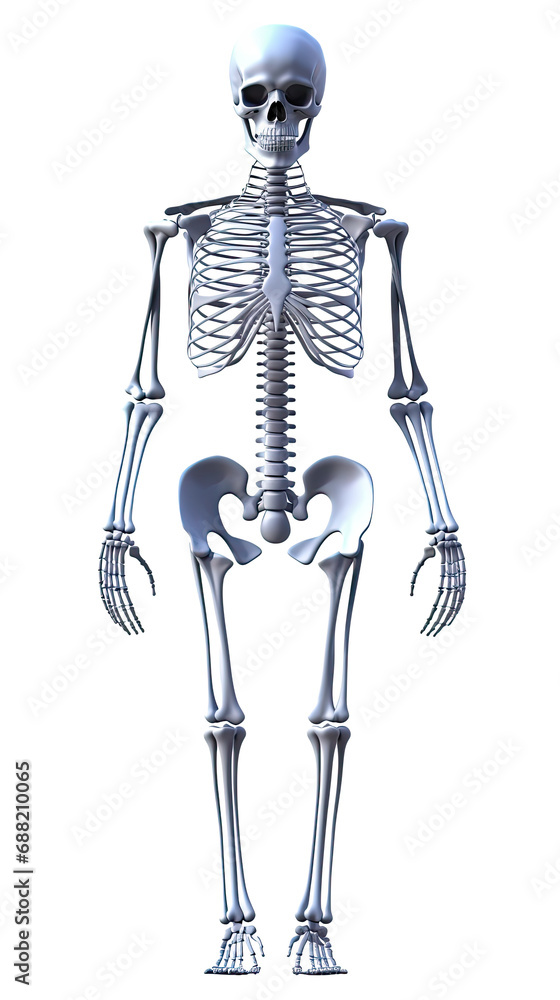 A skeleton on a white background. A skeleton on a white background.
